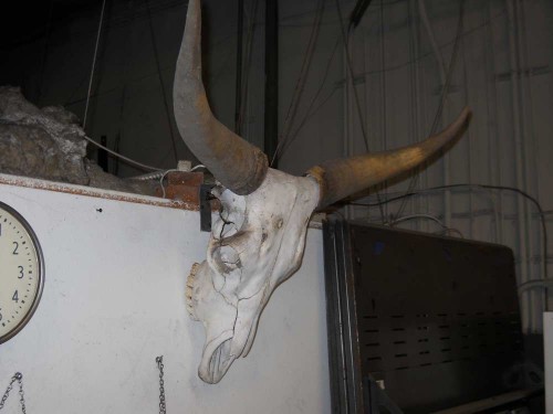 Longhorn
