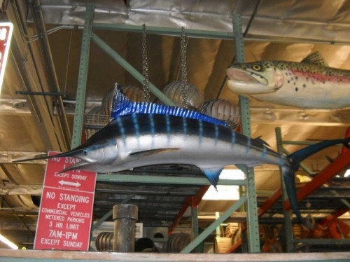 Large Marlin.