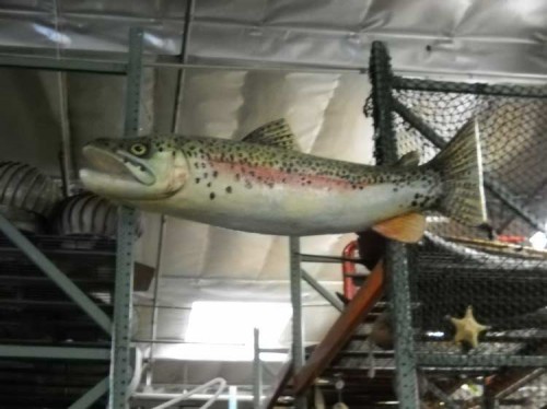 Large Trout.